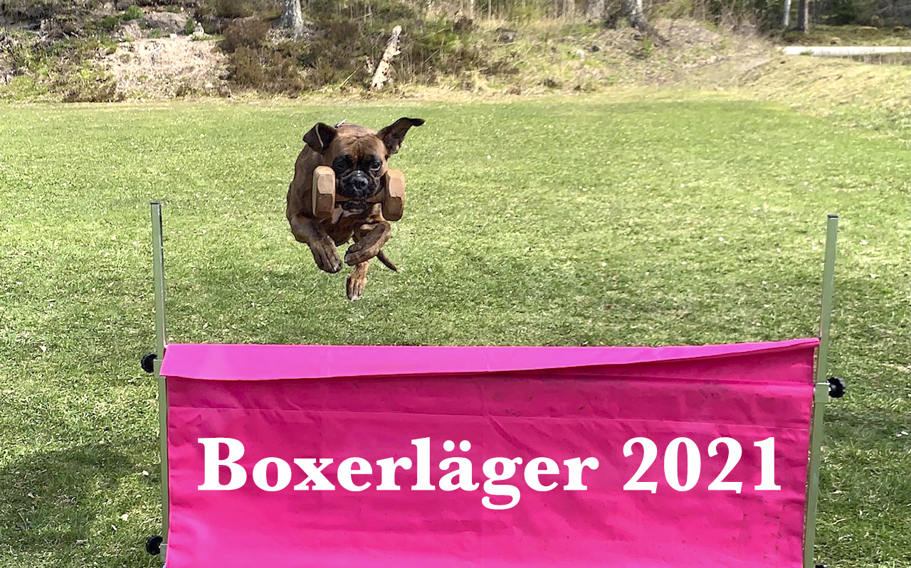 boxerlagerVinjett