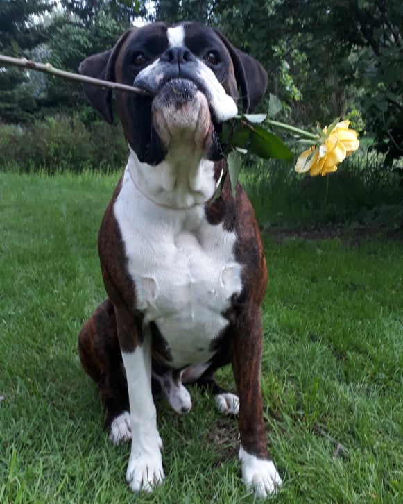 boxerskolanKrutEmma2019
