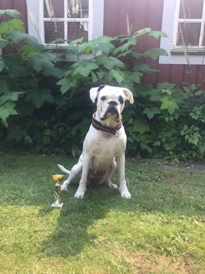 boxerskolanSaraHilda2019