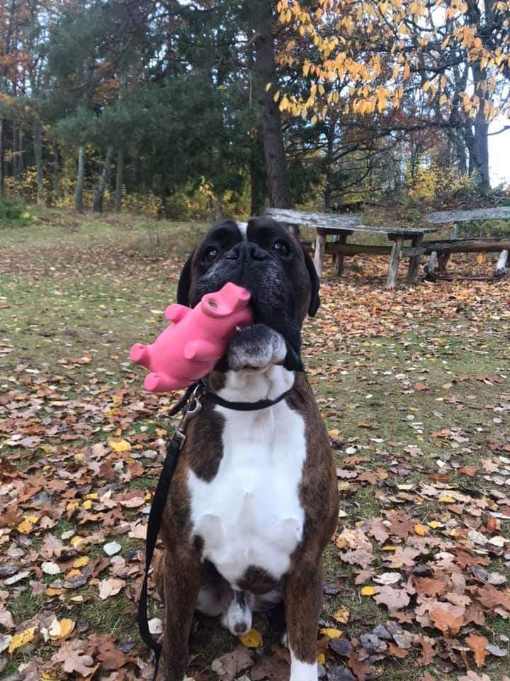 boxerskolanTottiAnnaSok