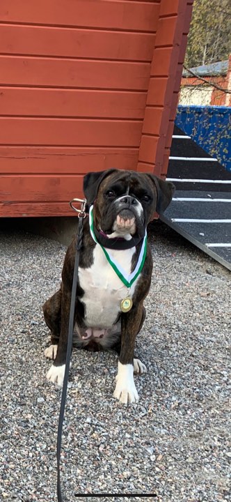 boxerskolanToweBettan2019