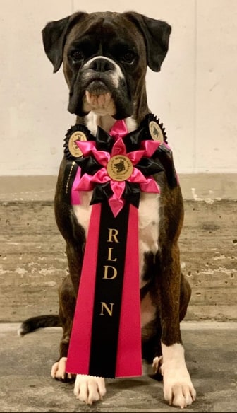 boxerskolanToweRallyFeb2020