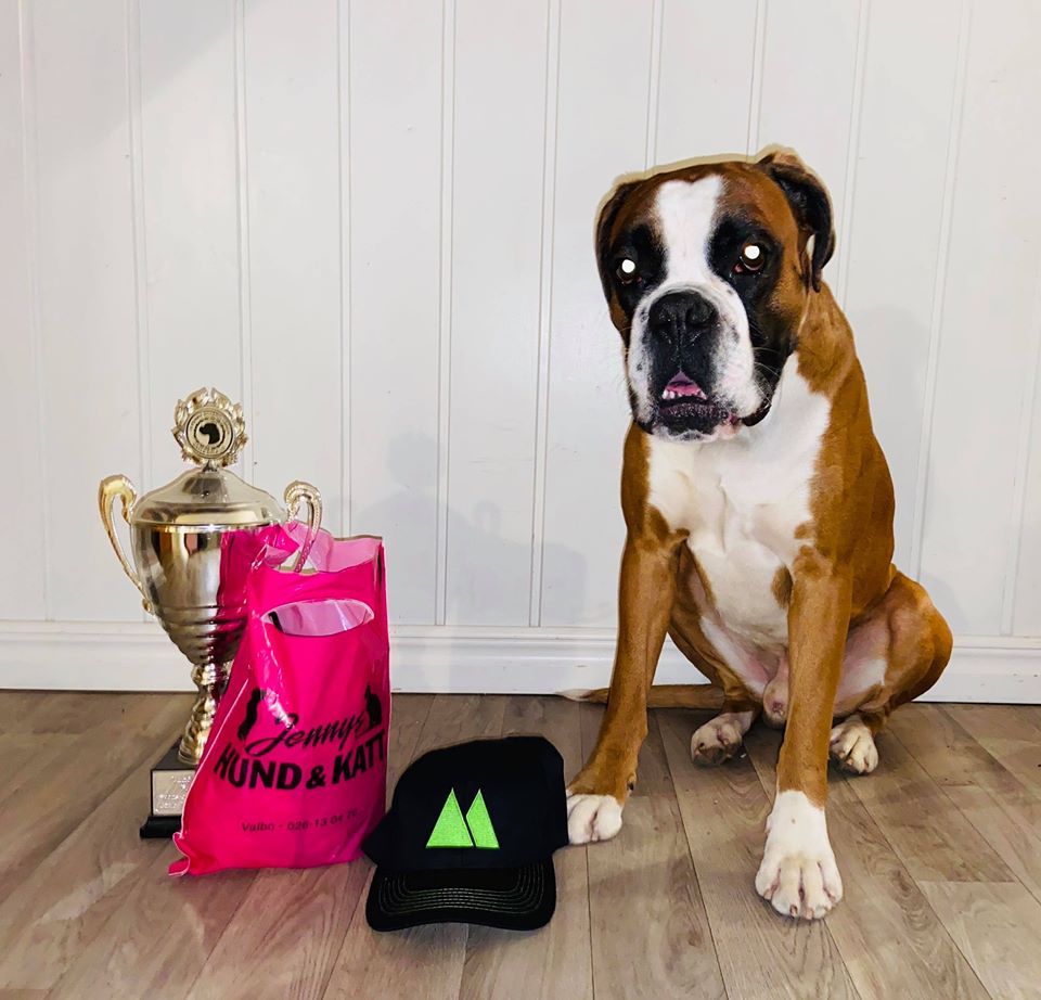 gdloBoxerracePontus2019
