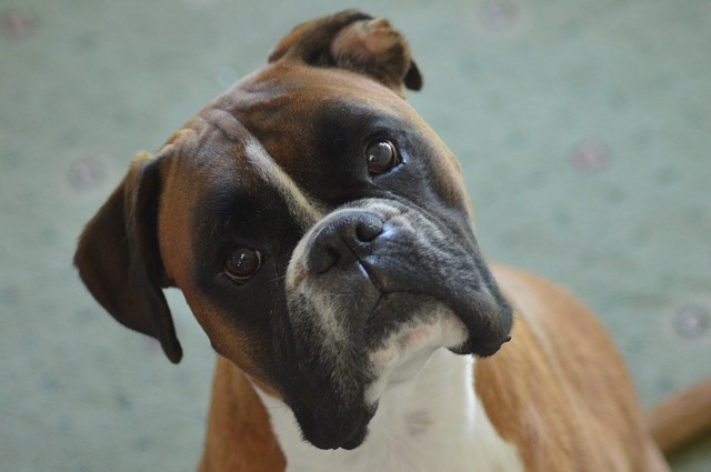 boxerdogmadnessPixabay