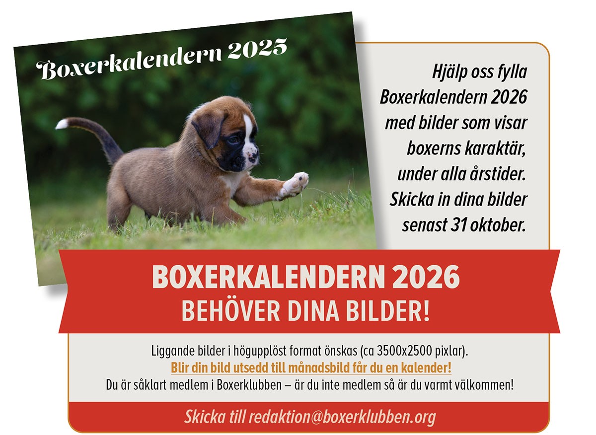 boxerkalender2026