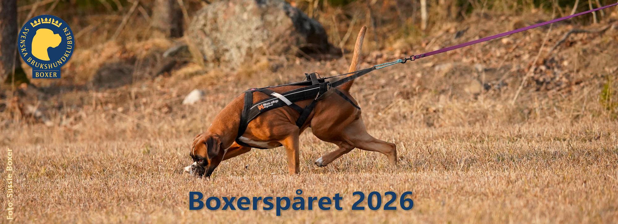 boxertrack